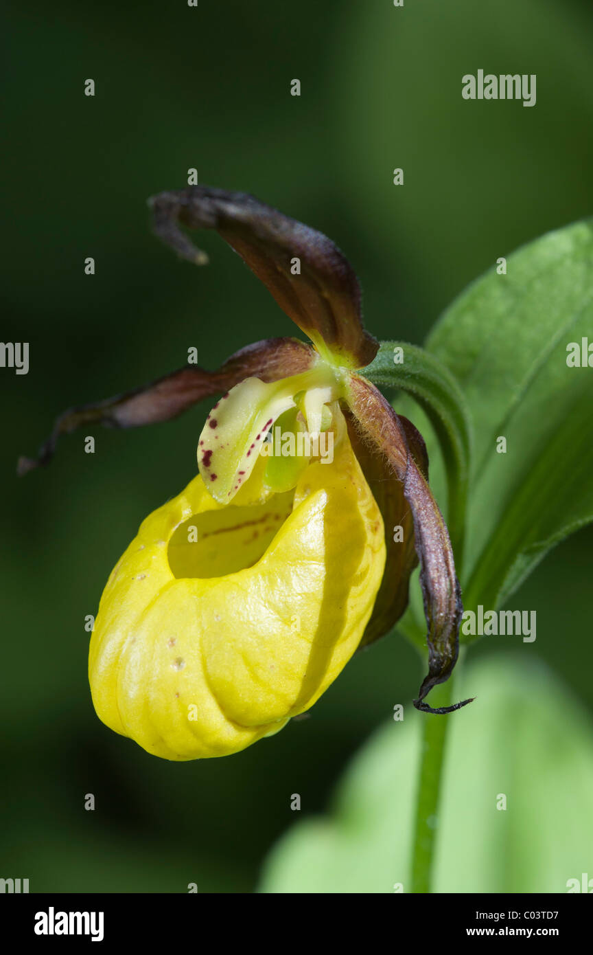 Lady's Slipper Orchid (Cypripedium calceolus), single flower Stock Photo
