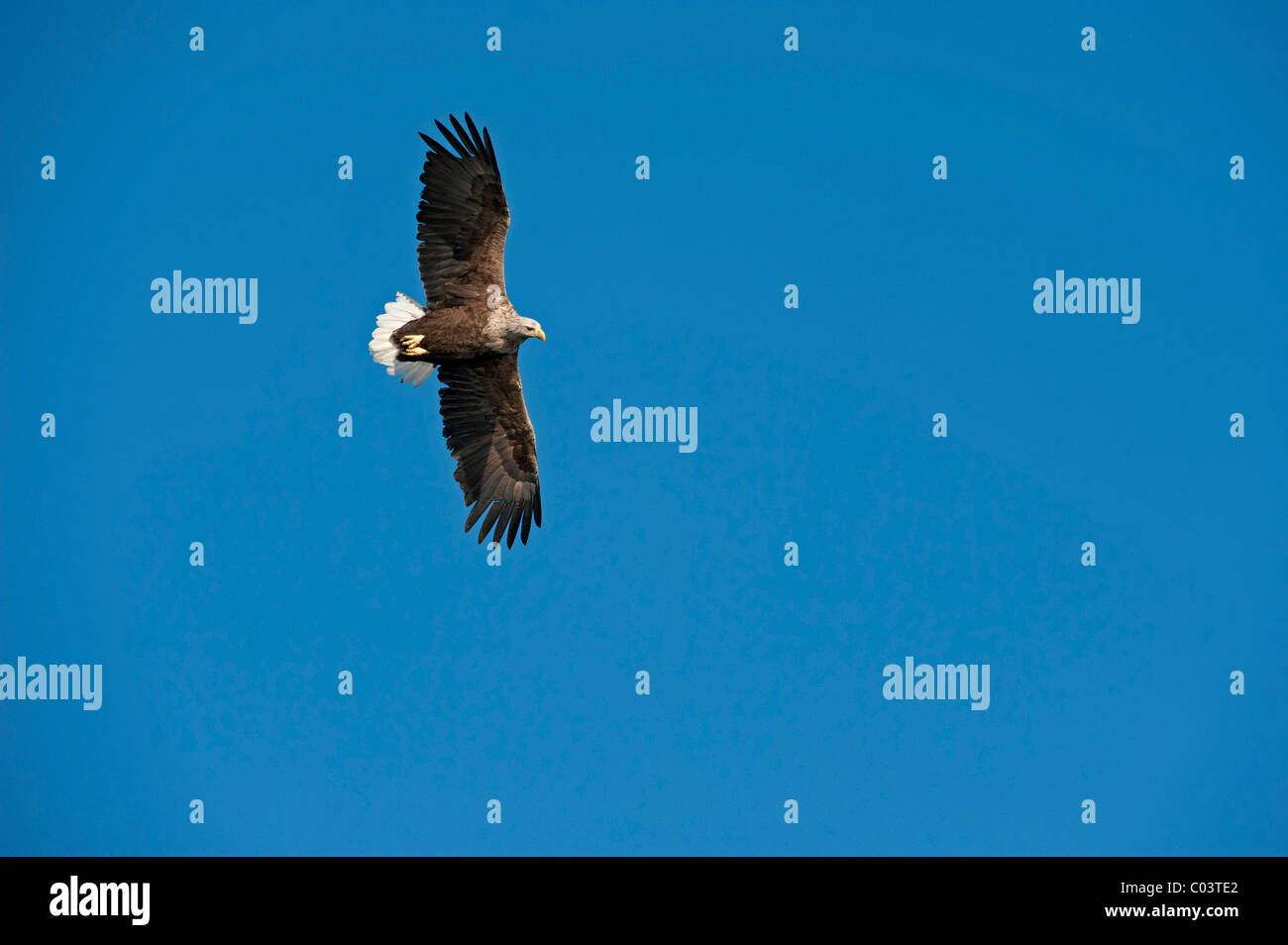 White-tailed Eagle (Haliaetus albicilla), adult in flight Stock Photo