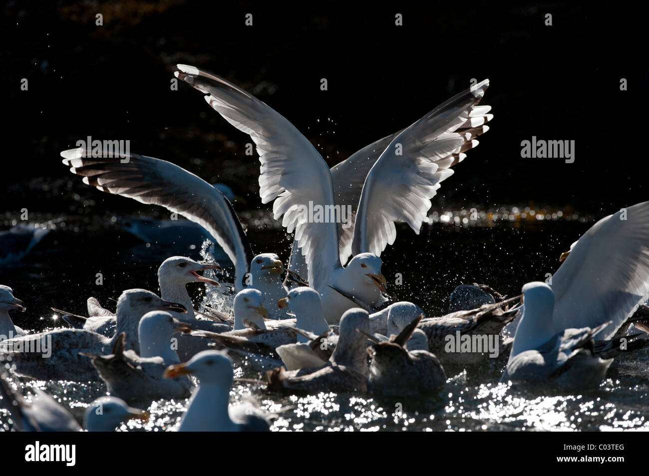 Feeding Gulls, Herring and Great Blackbacked Stock Photo Alamy