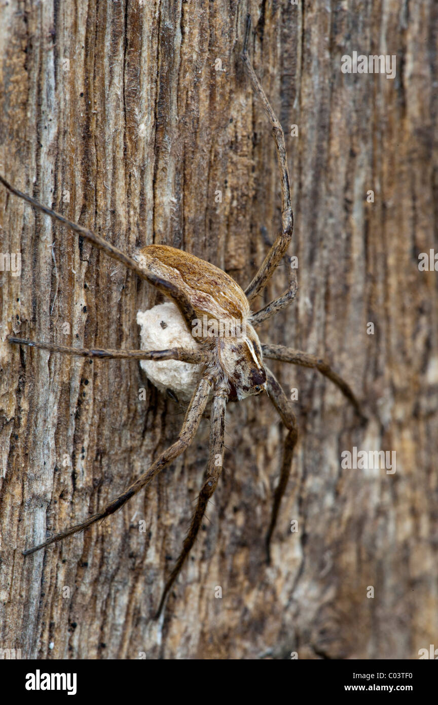 Nursery Web Spider (Pisaura mirabilis / Araneus dammitonlyseptempes), with egg sac Stock Photo