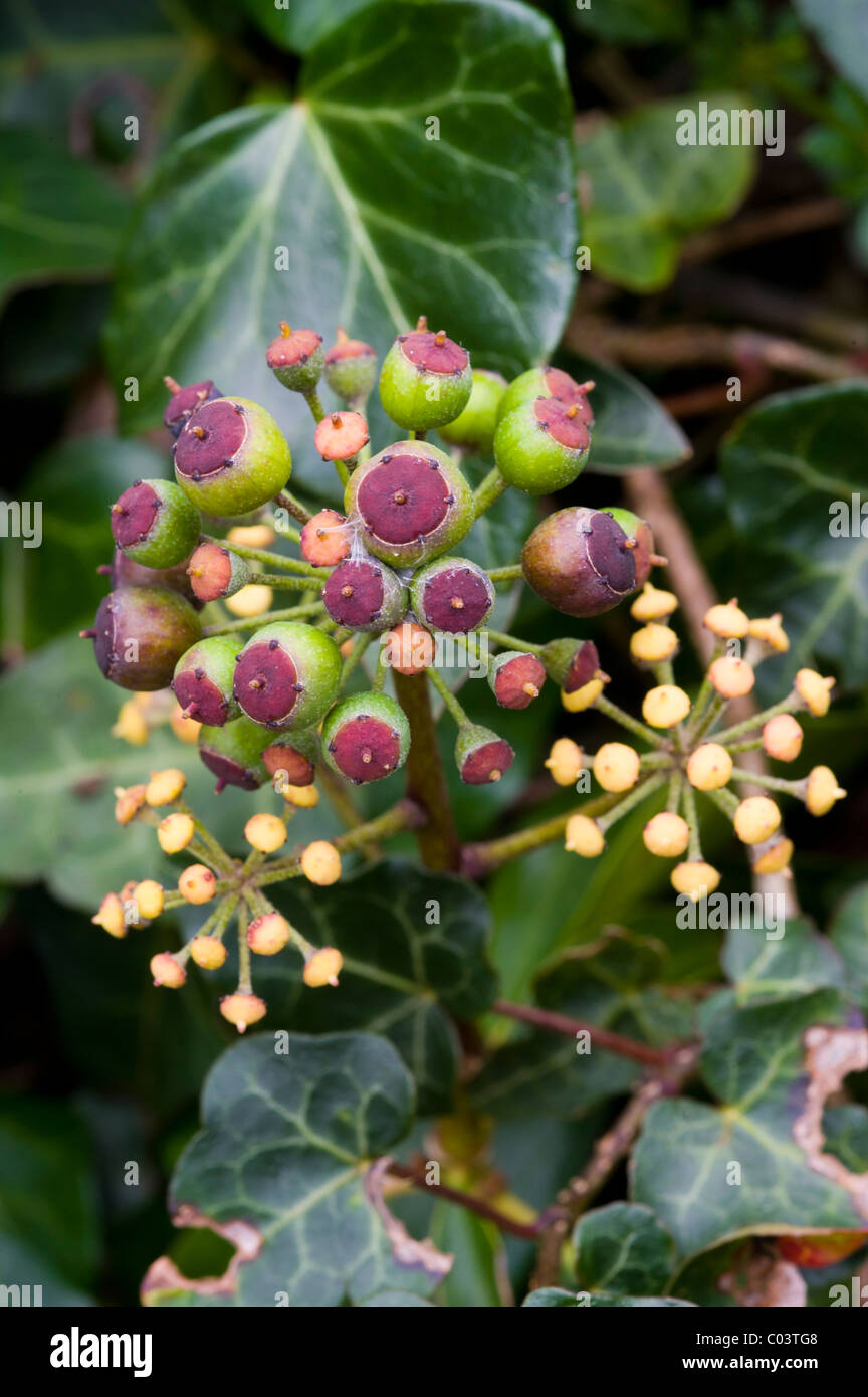 Ivy (hedera helix) with fruits Stock Photo