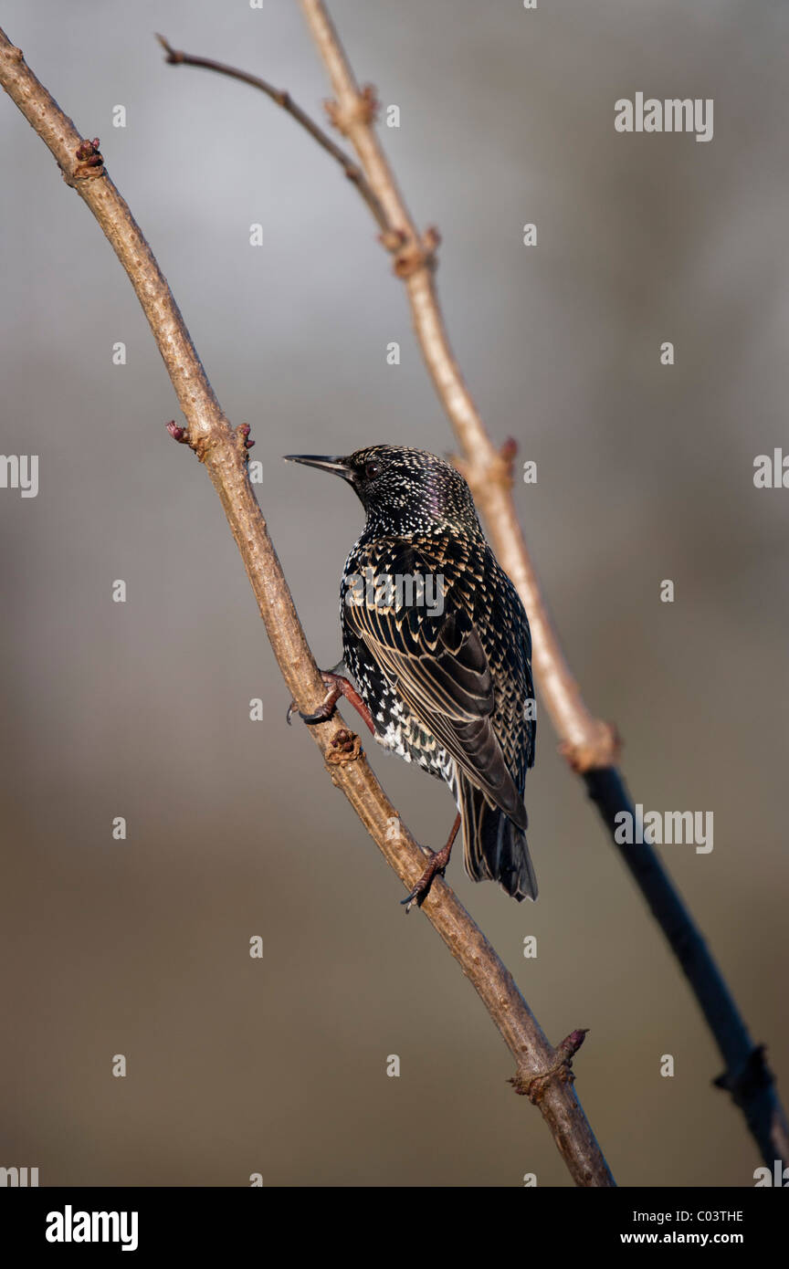 Starling (Sturnus vulgaris), winter Stock Photo