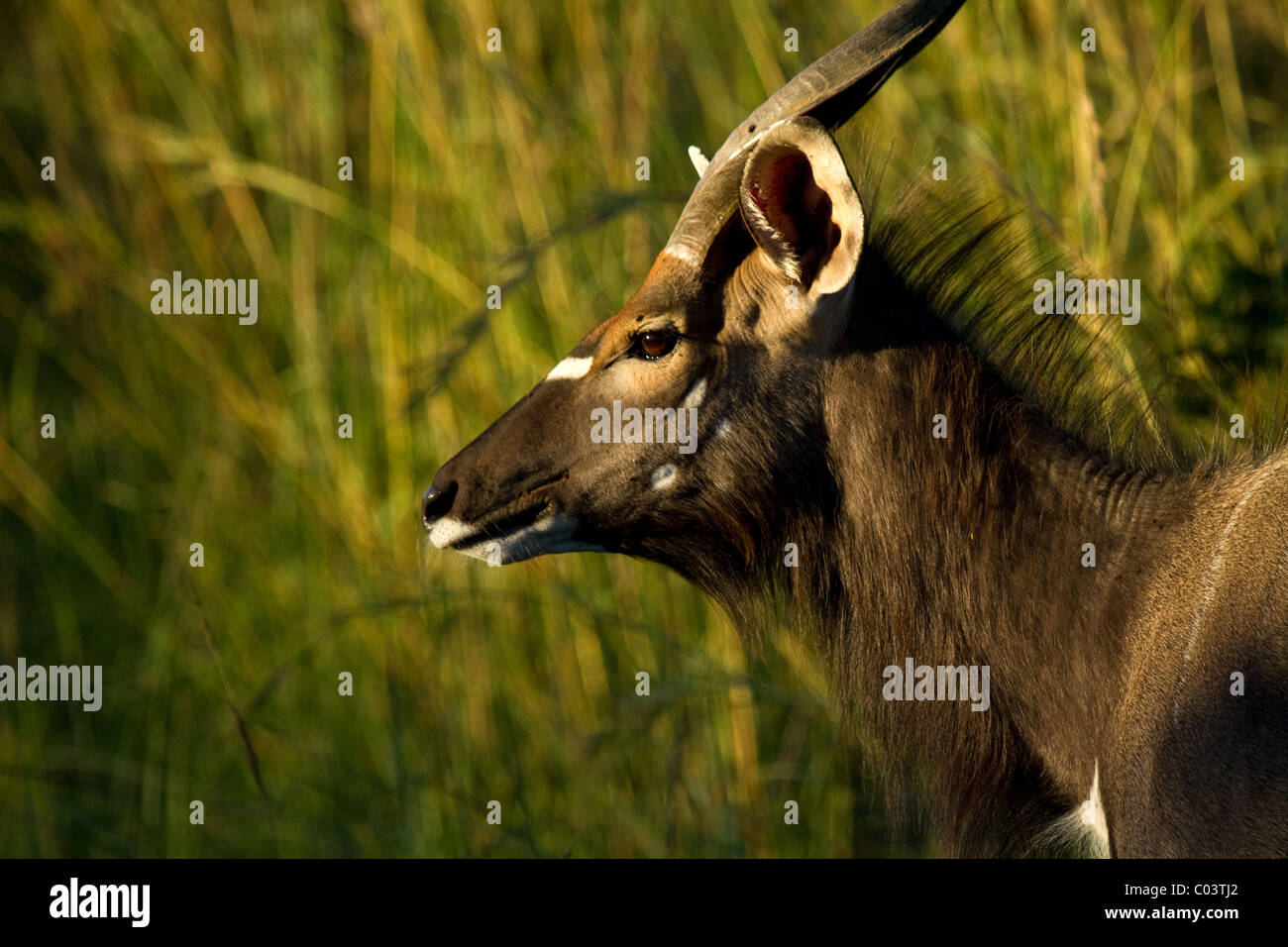close up of male nyala South Africa Stock Photo