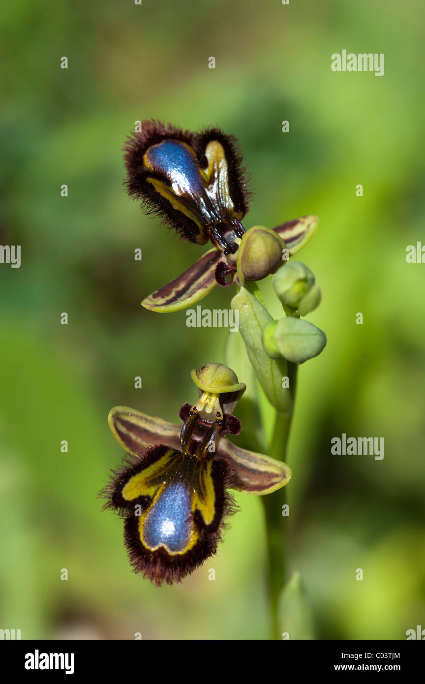 Mirror Ophyrs (Ophrys speculum subs.speculum) Stock Photo