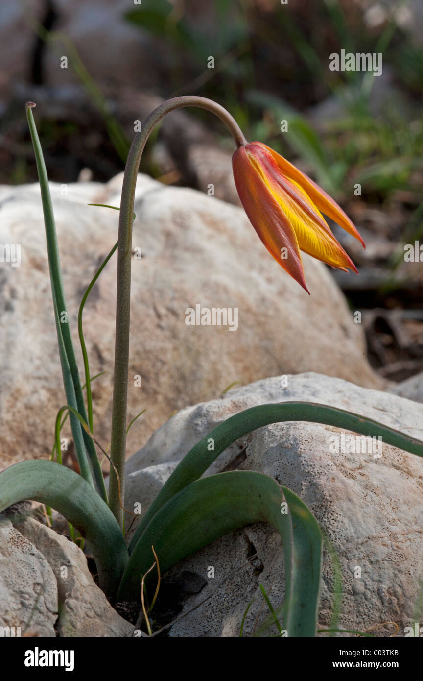 Tulips (Tulipa sylvestris subsp. australis) Stock Photo