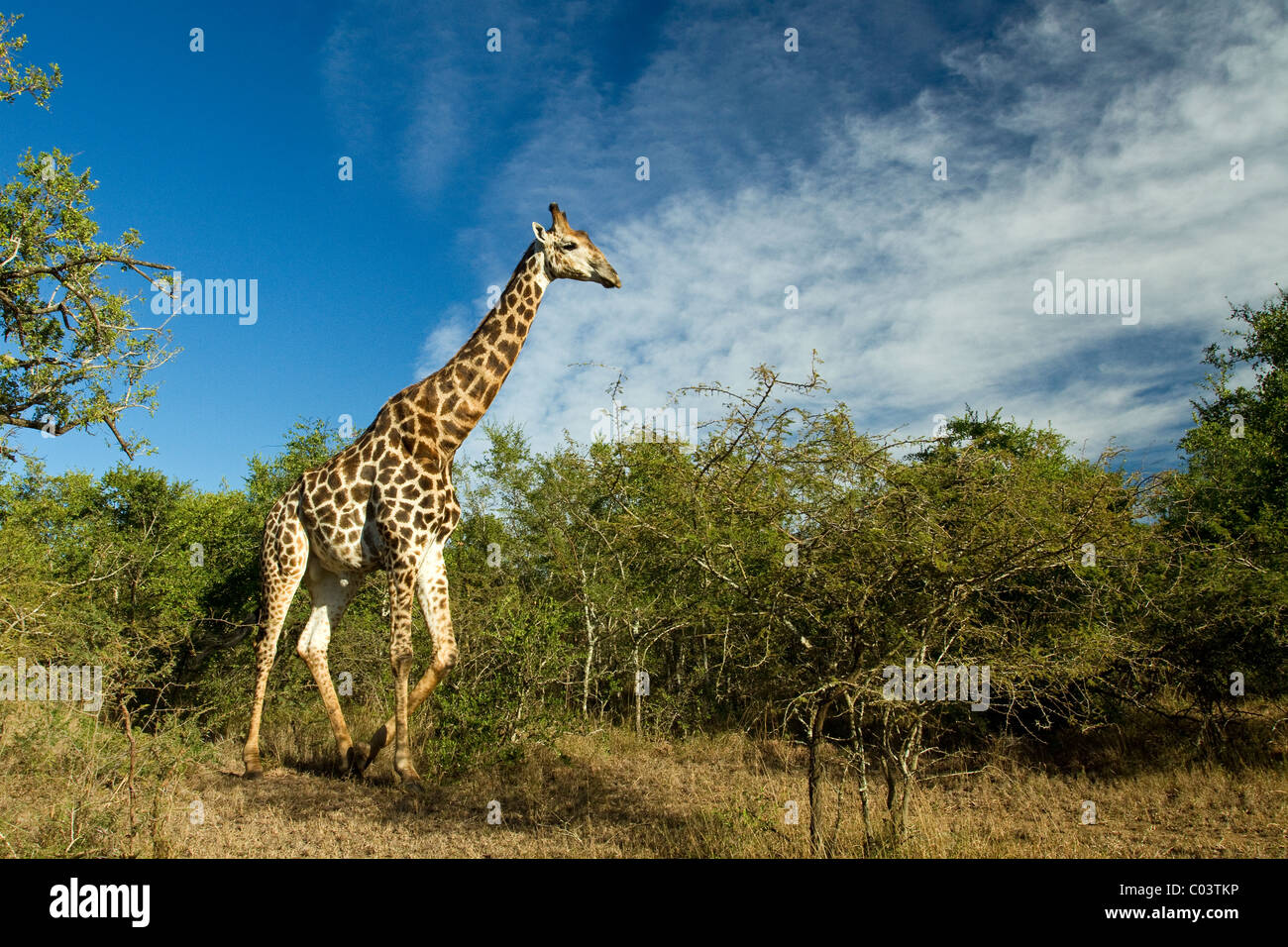 Adult south african giraffe hi-res stock photography and images - Alamy