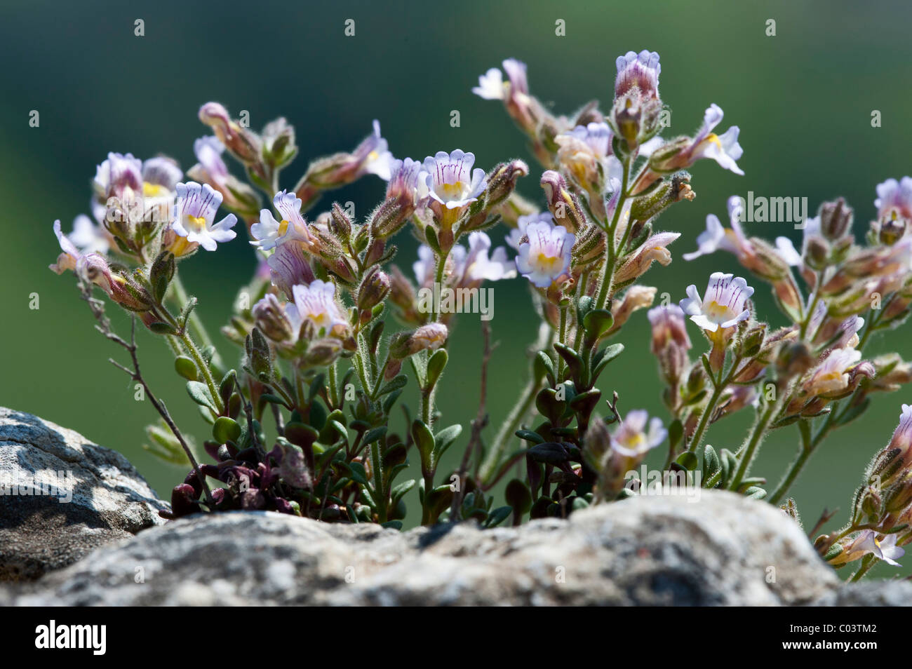 Red-leaved Toadflax (Chaenorhinum rubrifolium) Stock Photo