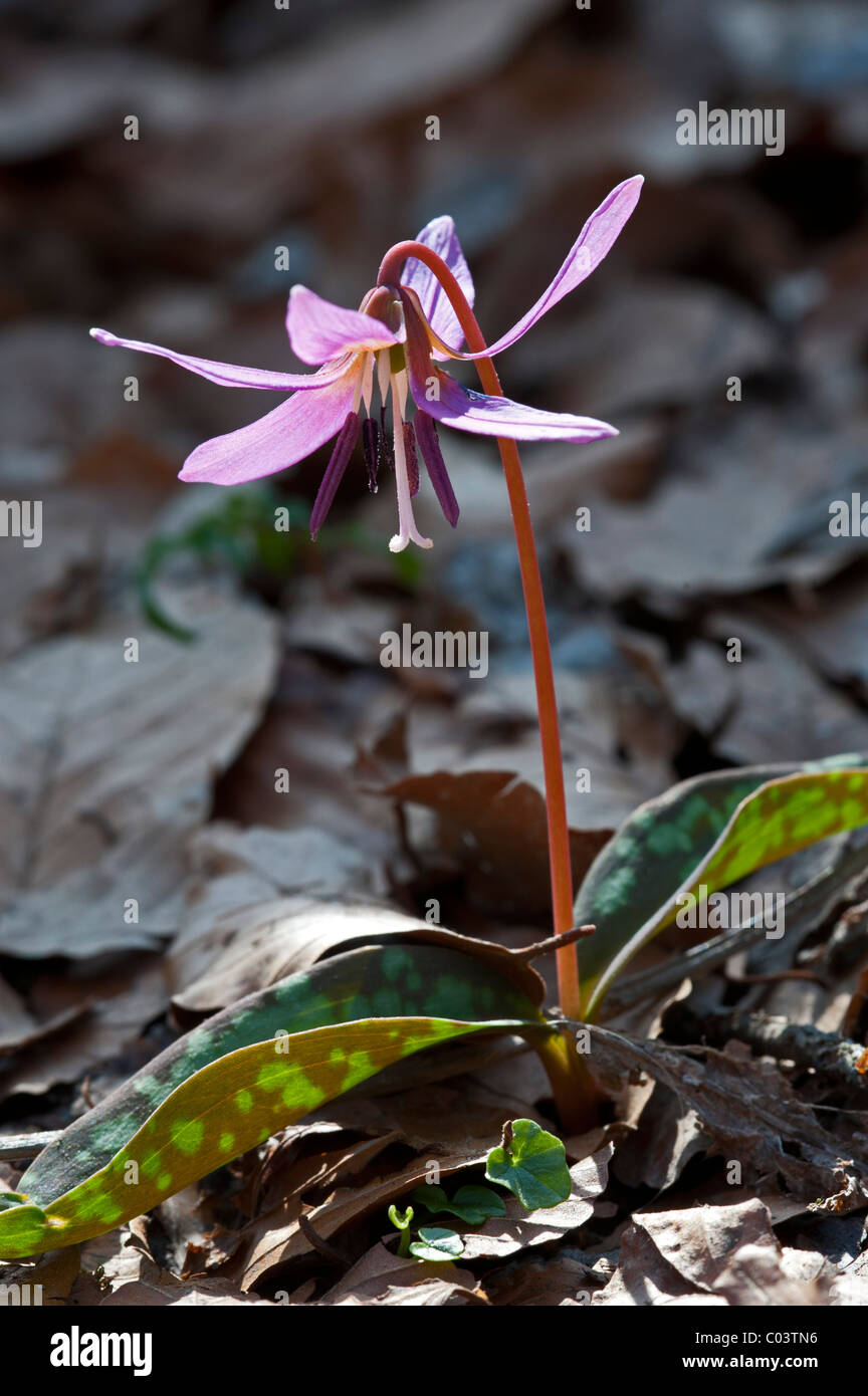 Dog's-Tooth-Violet (Erythronium dens-canis) Stock Photo