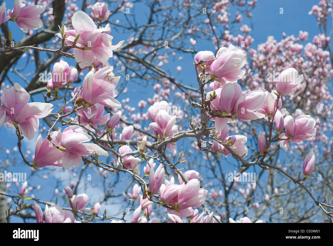 Peaceful Scene with Magnolia Flowers in Spring Stock Photo - Alamy