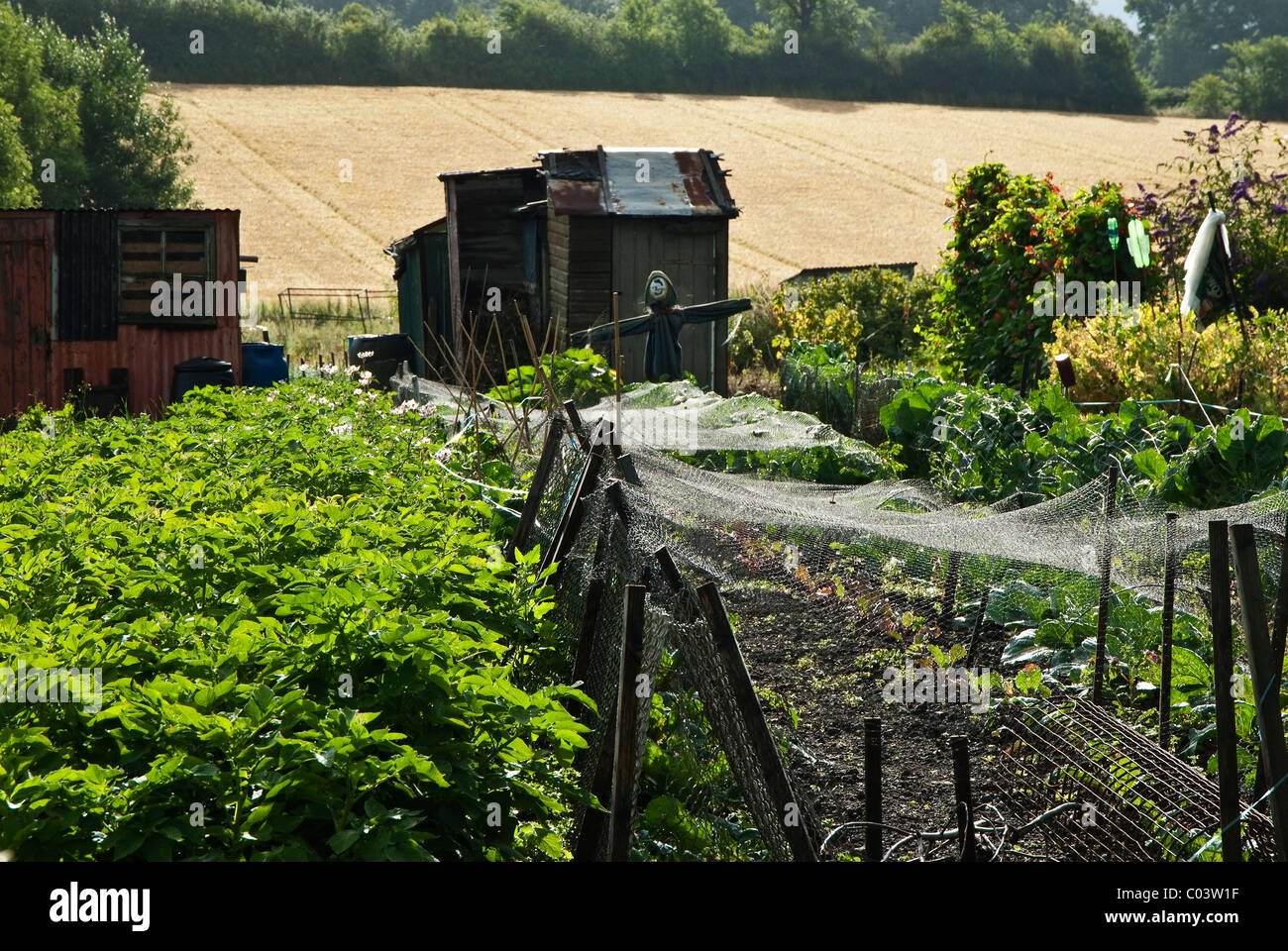 Allotment gardens in Warwickshire, England. Stock Photo