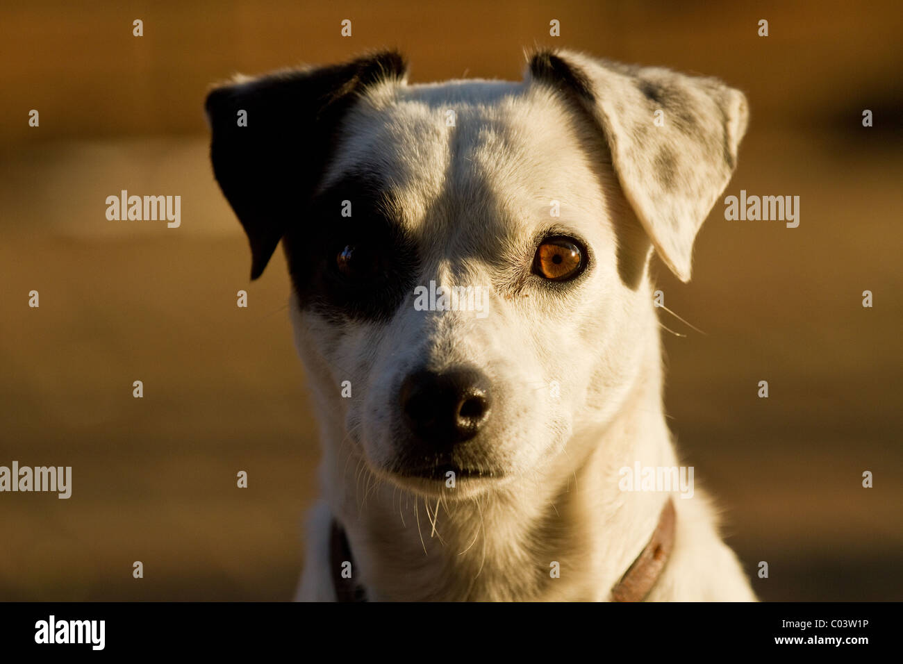 Close-up of jack russell terrier pet looking alert Stock Photo