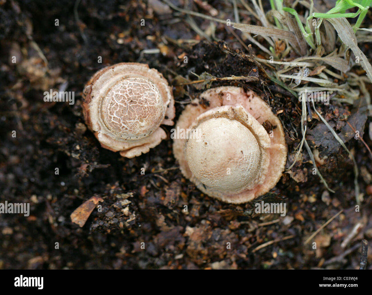 The Blusher, Amanita rubescens, Amanitaceae. Young Fungi. Stock Photo