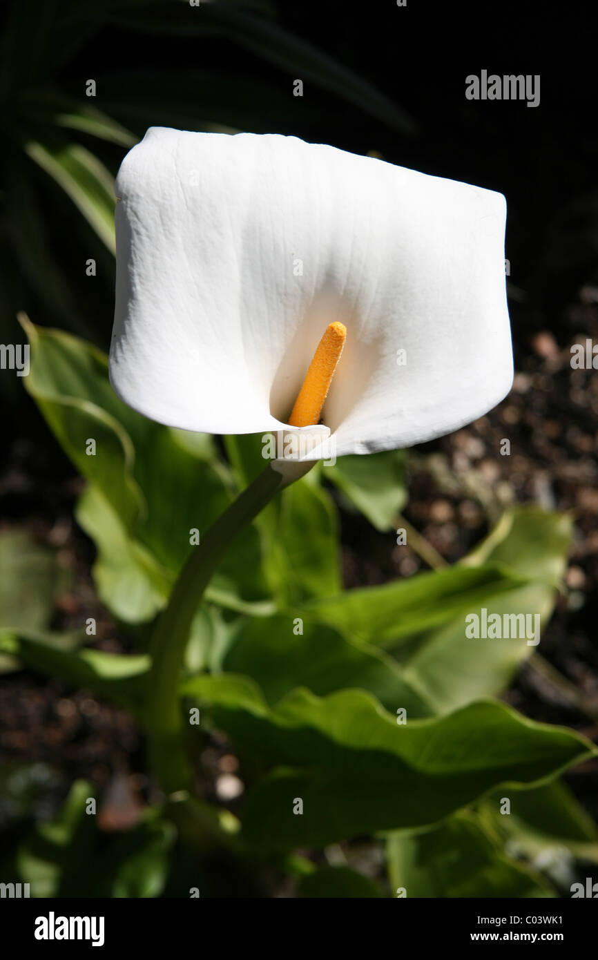 arum lily flower Stock Photo Alamy