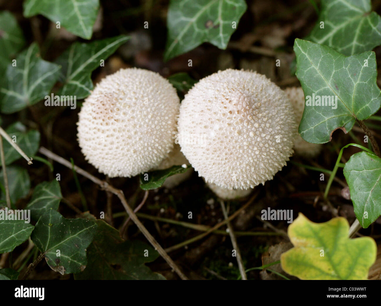 Common Puffball Fungi, Lycoperdon Perlatum, Lycoperdaceae. Stock Photo