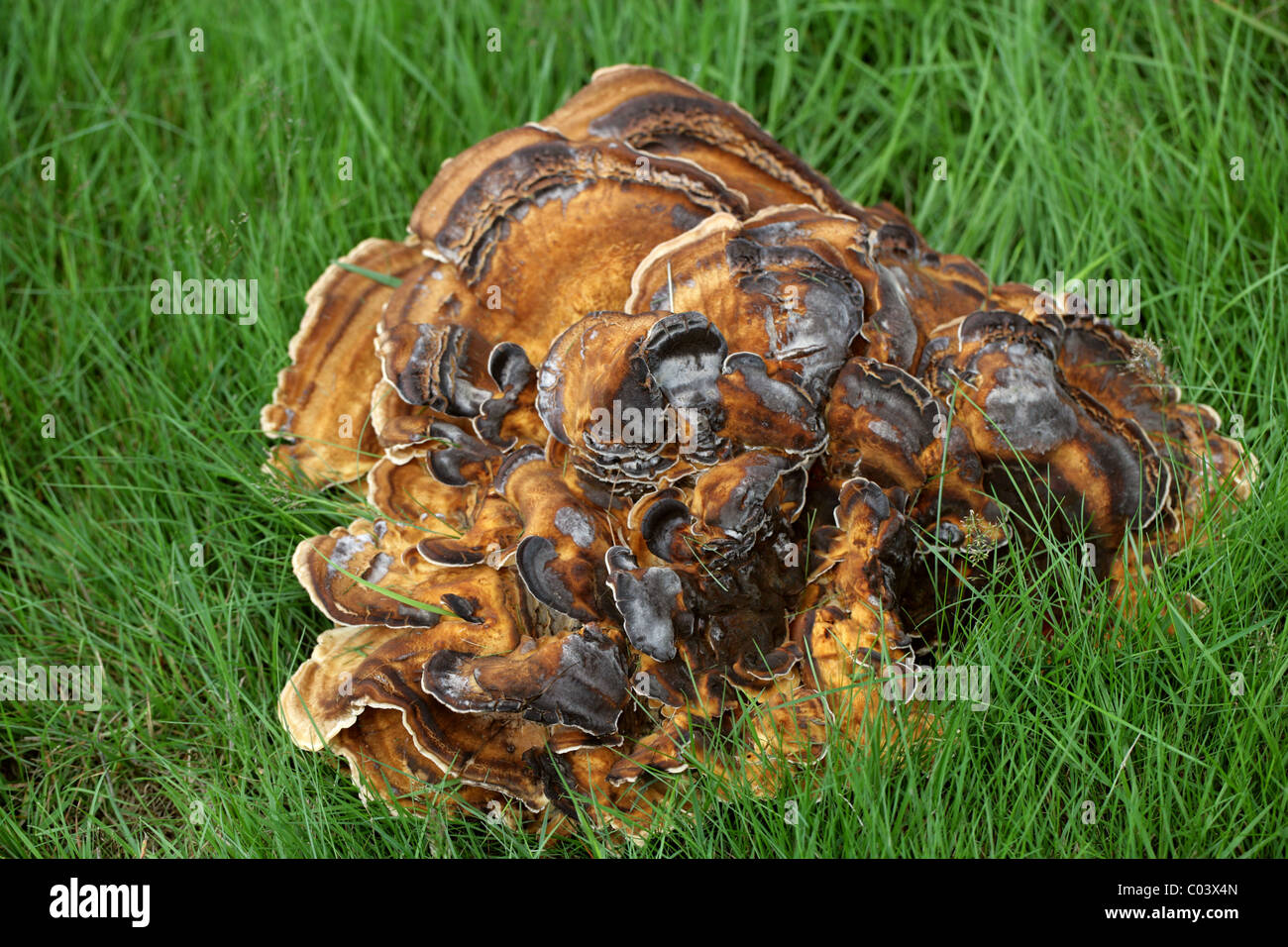 Giant Polypore Fungus, Meripilus giganteus, (Polyporus giganteus