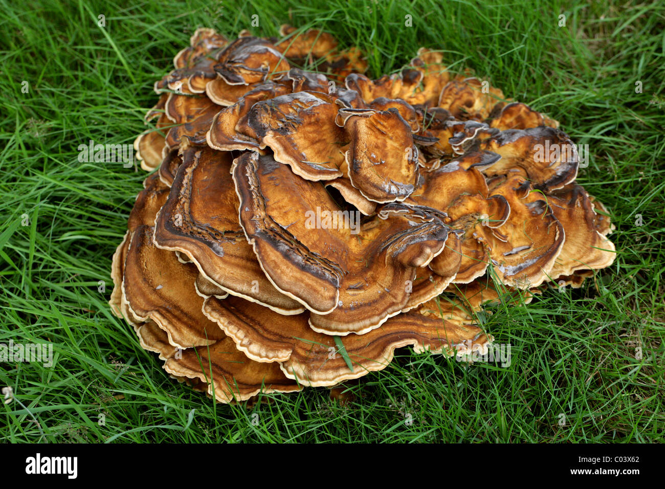Giant Polycore Giant Polypore Fungus, Meripilus giganteus, (Polyporus giganteus ...