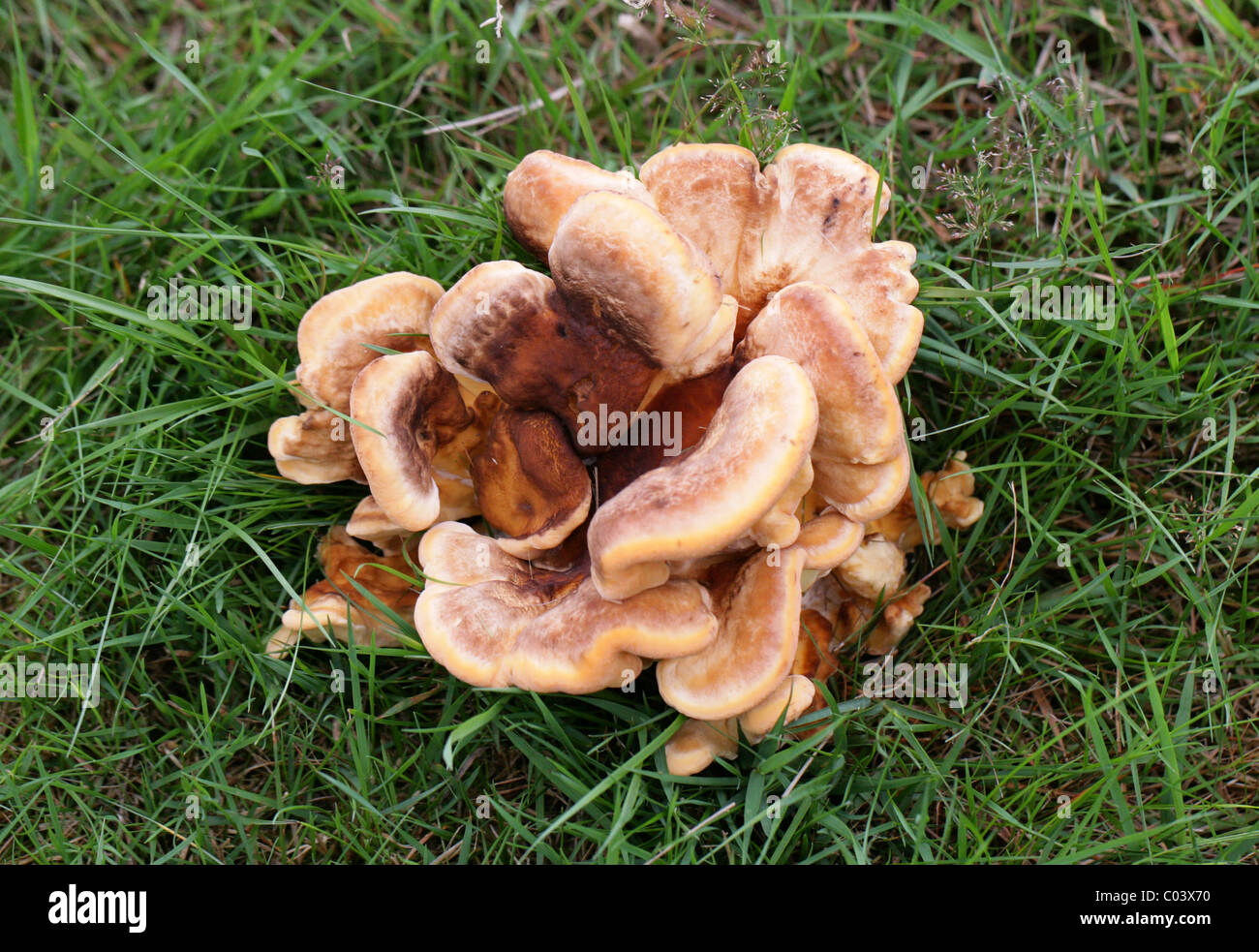 Giant Polypore Fungus, Meripilus giganteus, (Polyporus giganteus