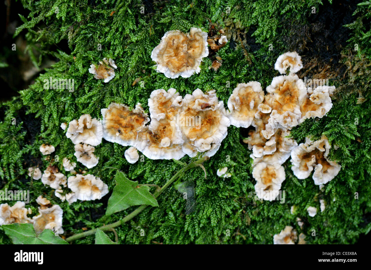 Blushing Rosette, Abortiporus biennis, Meruliaceae. Growing on a Moss Covered Tree Stump. Berkhamsted, Hertfordshire. Stock Photo