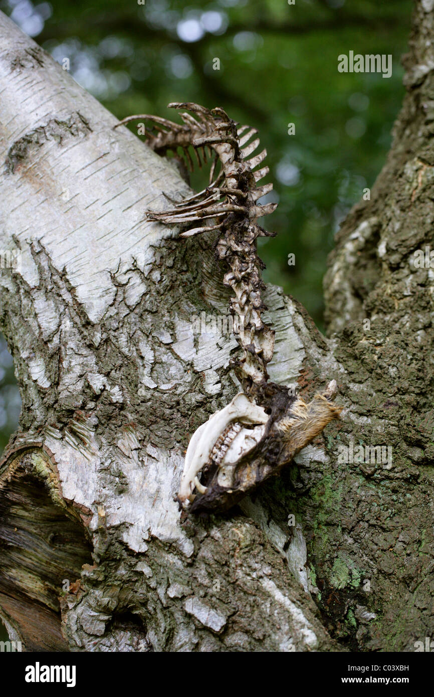 Muntjac Deer (Muntiacus reevesi) Skeleton in a Birch Tree, Berkhamsted Golf Course, Hertfordshire. Stock Photo
