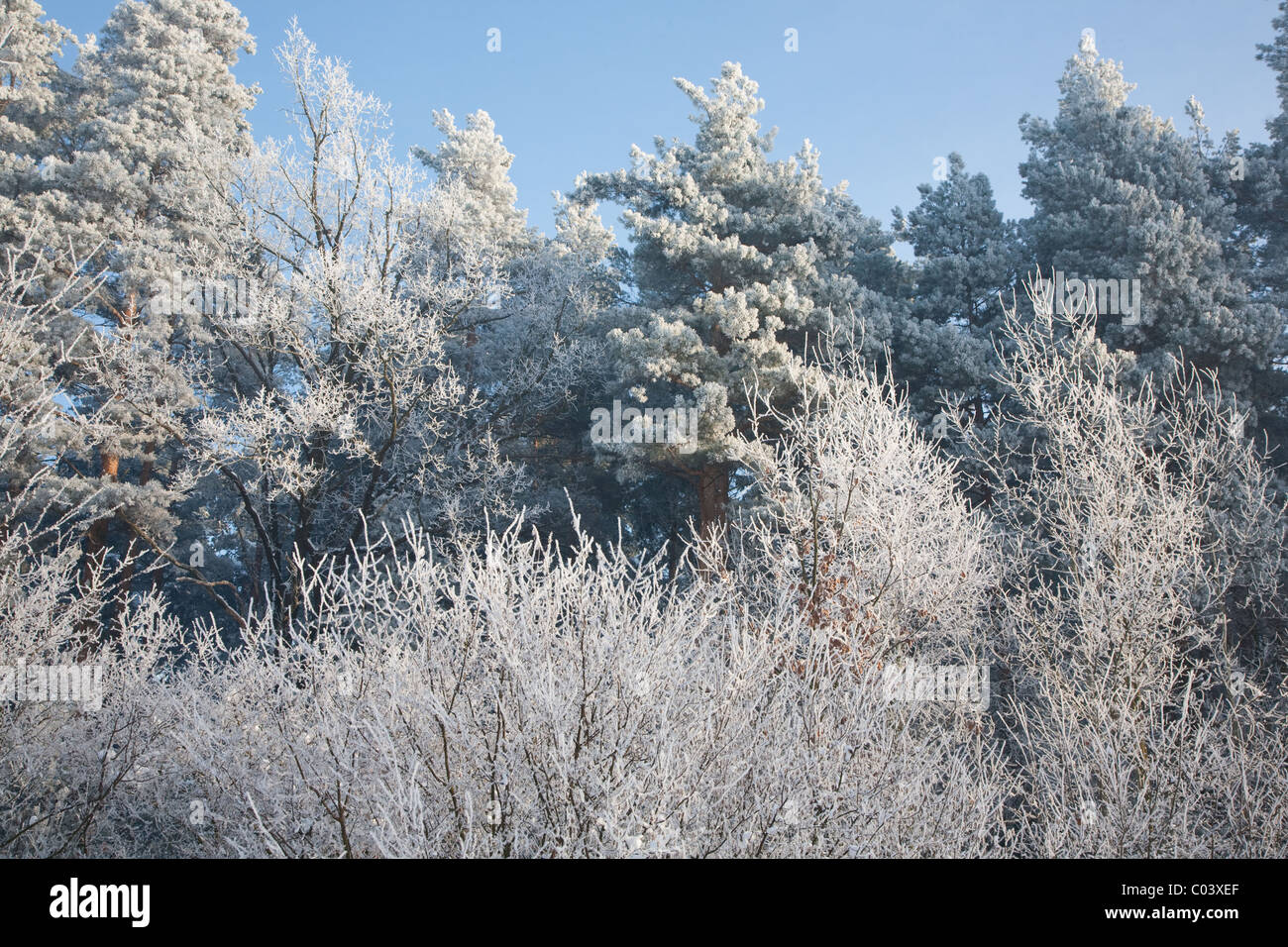 Frosted trees against blue sky in sunny day Stock Photo - Alamy
