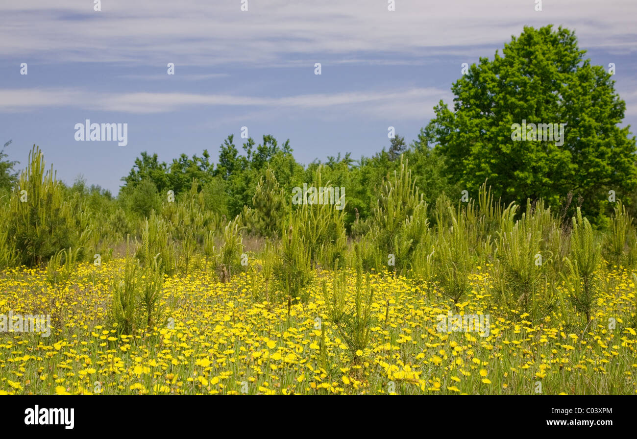 Blue pine tree hi-res stock photography and images - Alamy