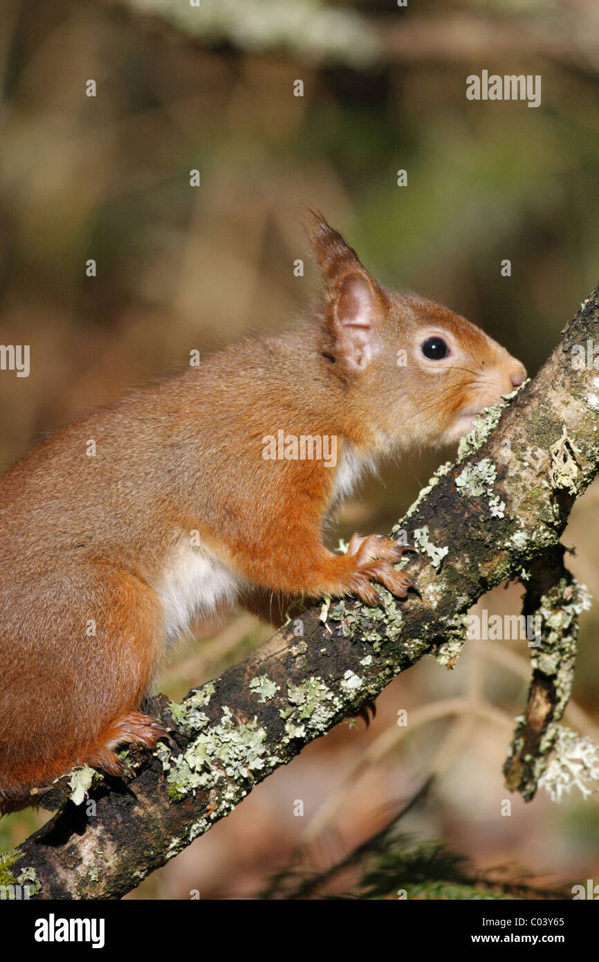 Red Squirrel (Sciurus vulgaris) on a branch tasting Oak Moss (Evernia prunastri), Highlands, Scotland, UK Stock Photo