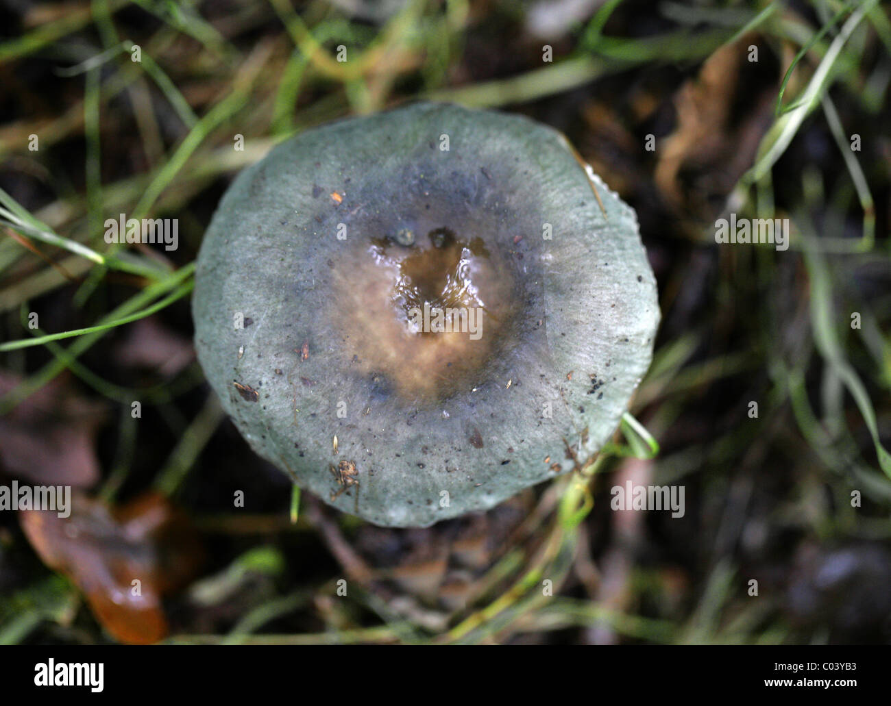 Charcoal Burner, Russula cyanoxantha, Russulaceae. August, Berkhamsted