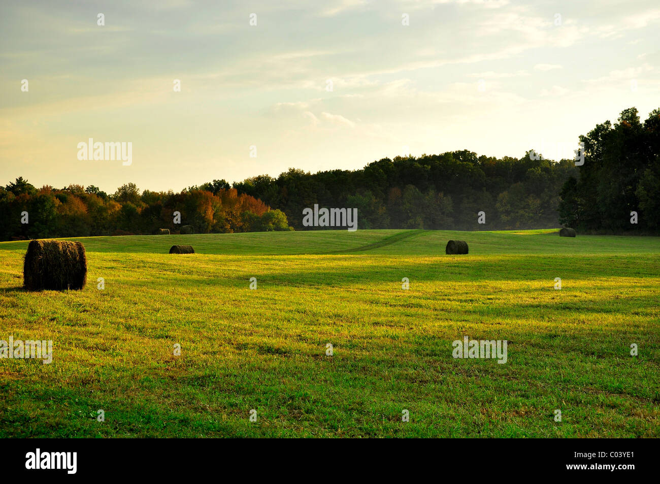 Round hay bales in Montgomery County, Upstate New York Stock Photo Alamy