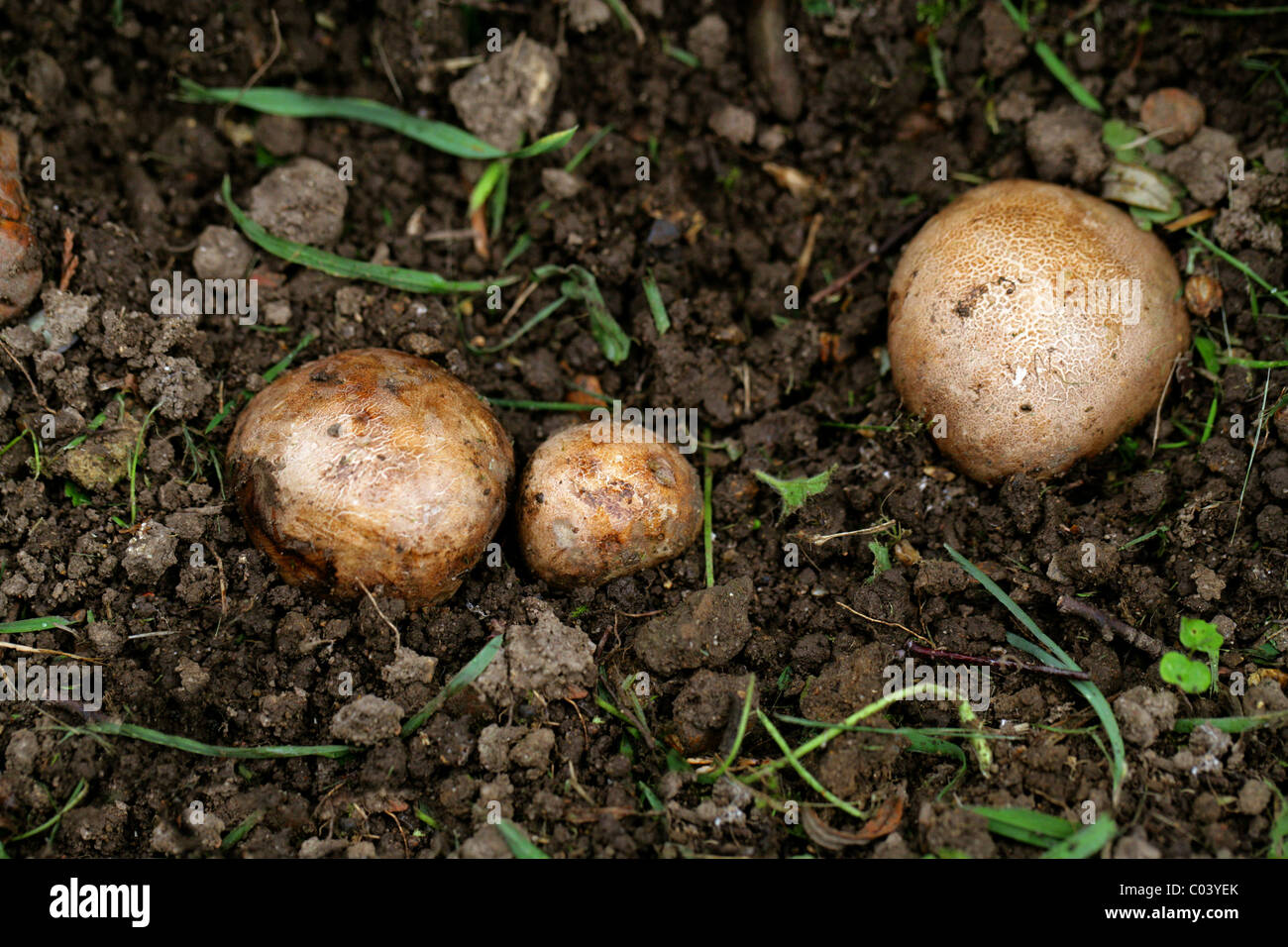 Earthball, Scleroderma cepa, Sclerodermataceae. Growing in a Garden Flowerbed. Stock Photo