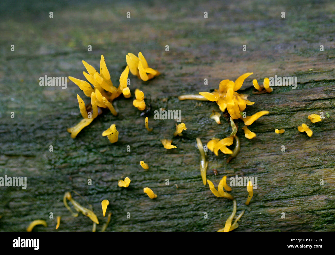 Small Stagshorn Fungus, Calocera cornea, Dacrymycetaceae Stock Photo