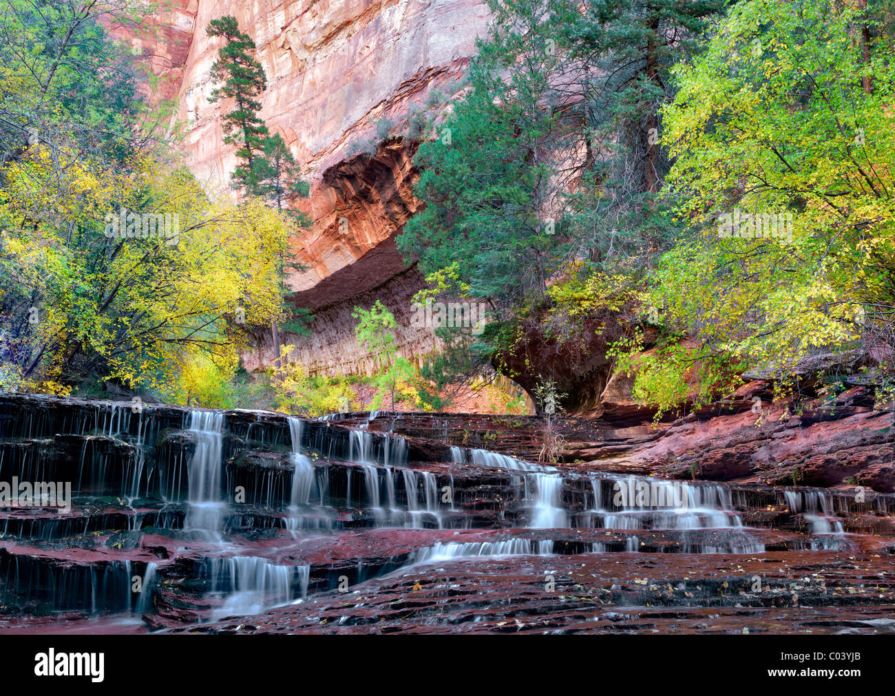 Archangel falls and fall color. Left Fork of North Creek. Zion National