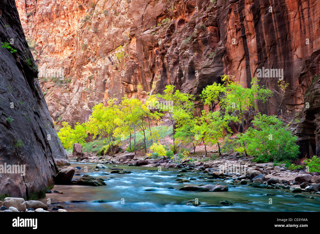 Fall colored trees in Virgin River Canyon. Zion National Park, UTah. Stock Photo