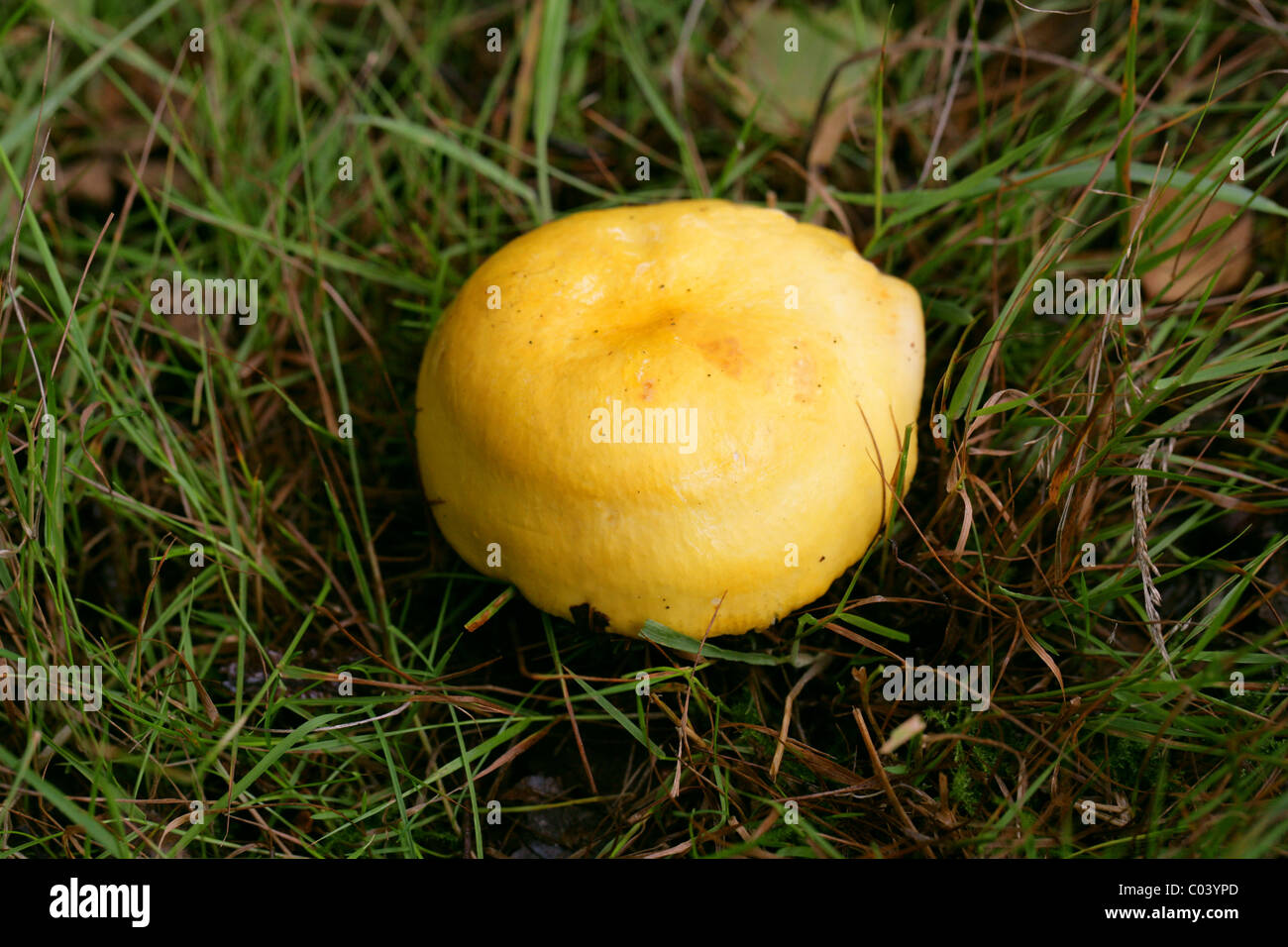 Yellow Swamp Brittlegill, Russula claroflava, Russulaceae. Berkhamsted, Hertfordshire. August. Stock Photo