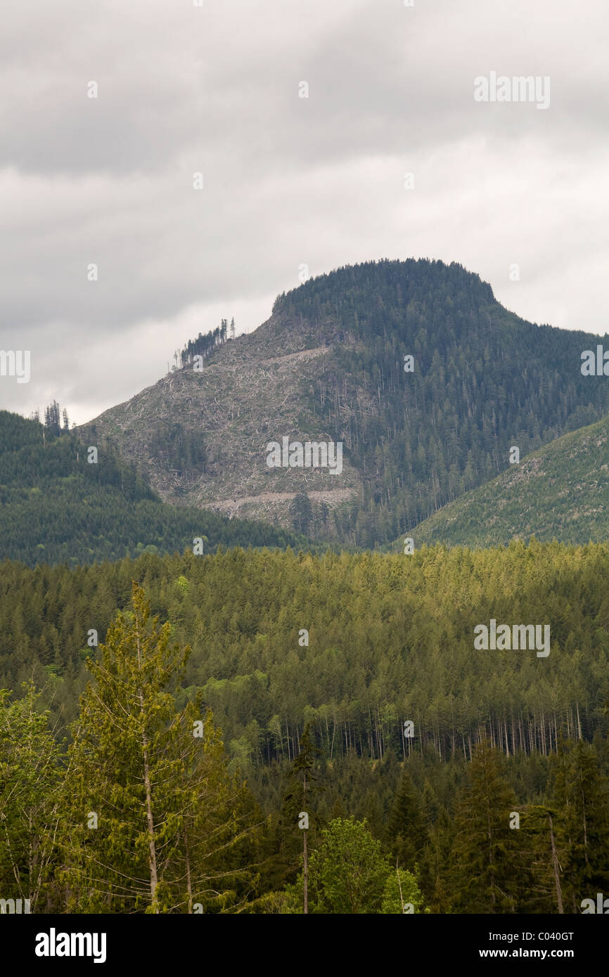 Logging cuts hi-res stock photography and images - Alamy