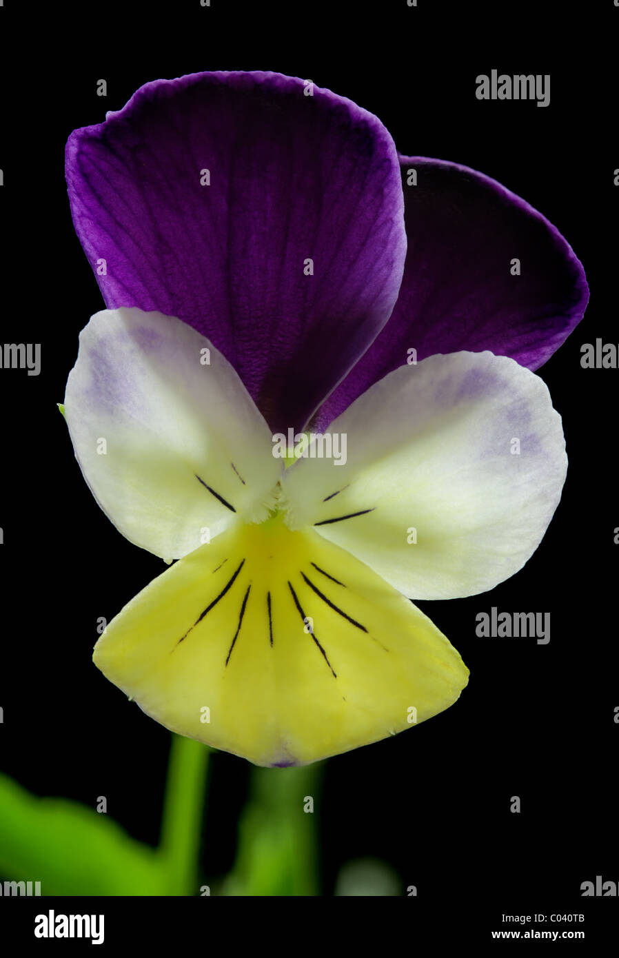 Johnny jump up, also known as heartsease and wild pansy, Viola tricolor. Stock Photo
