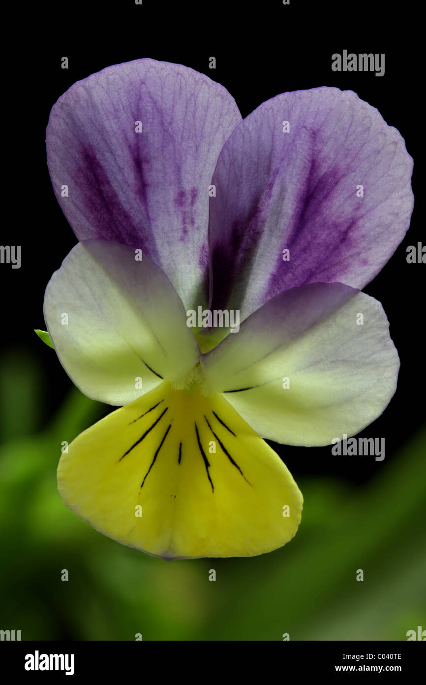 Johnny jump up, also known as heartsease and wild pansy, Viola tricolor. Stock Photo