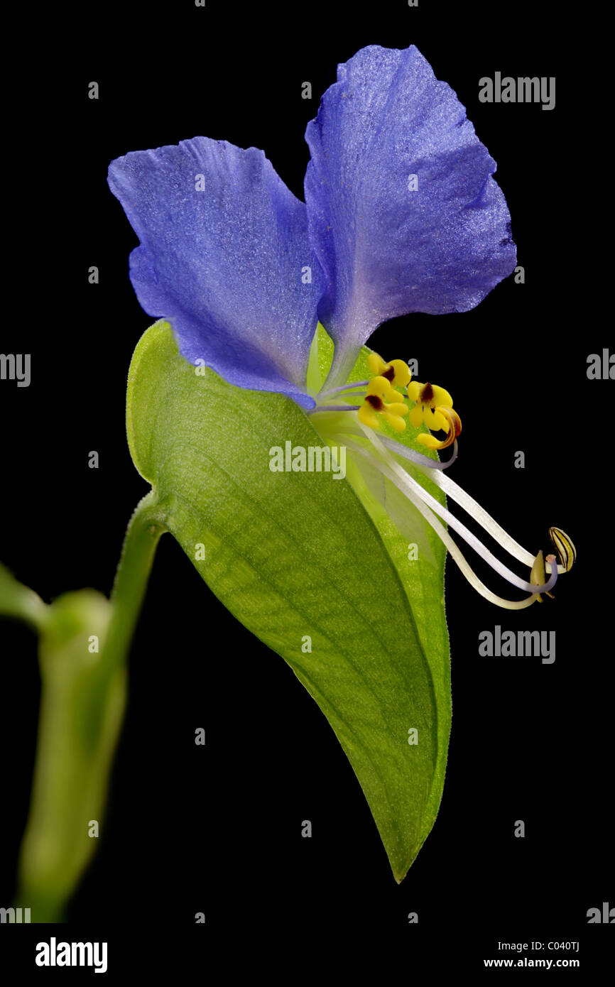 Asiatic dayflower, Commelina communis Stock Photo
