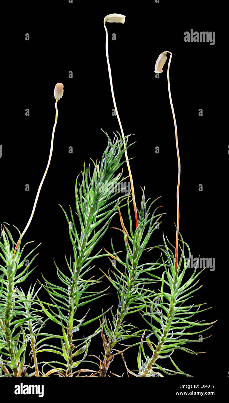 Gametophytes and sporophytes of haircap moss, Polytrichum commune. Stock Photo