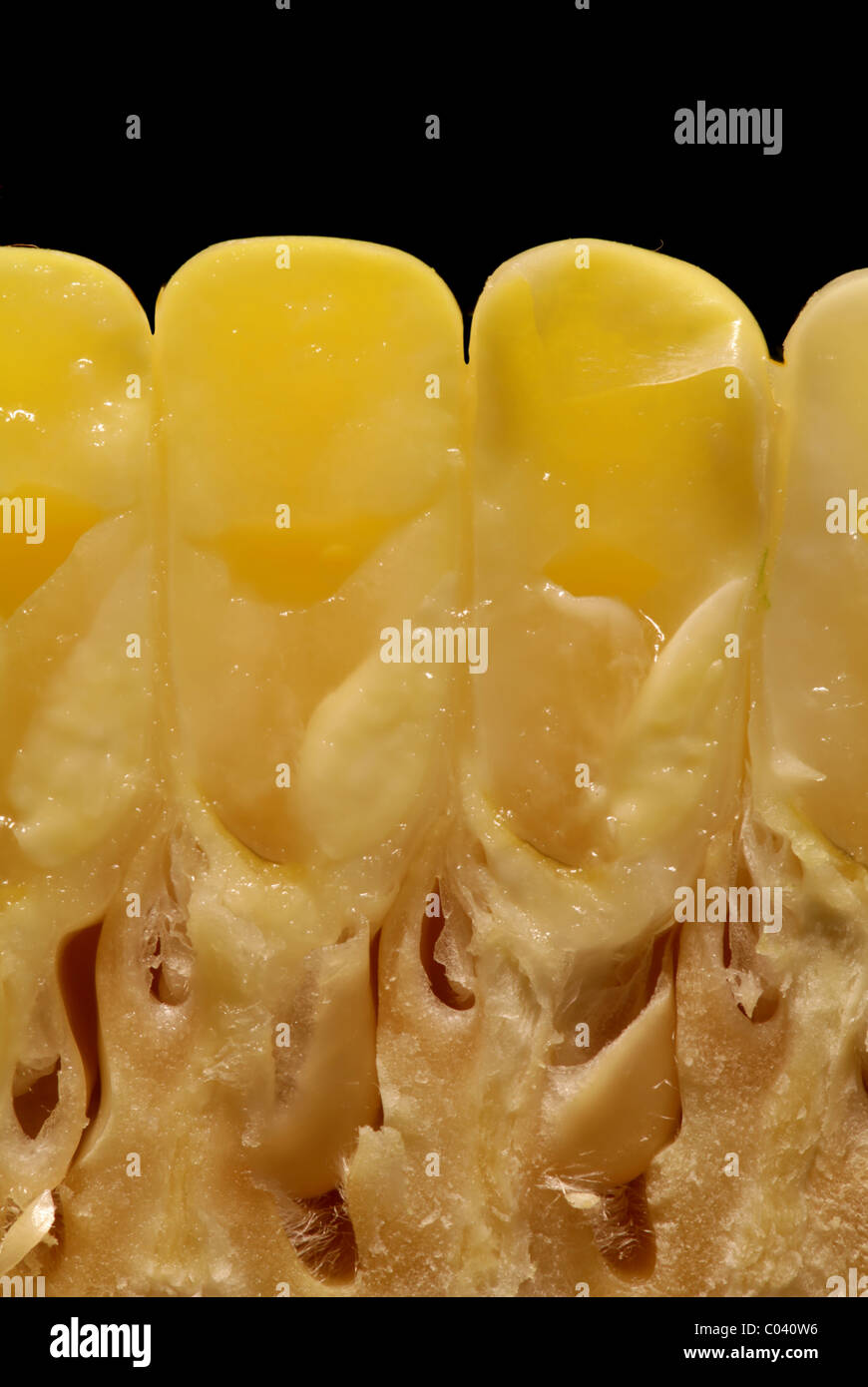 Anatomy Of A Corn Kernel