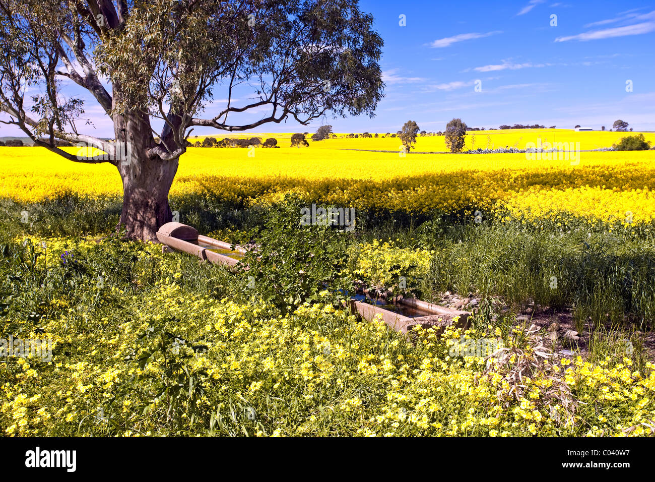 Mid North Canola Fields, South Australia Stock Photo