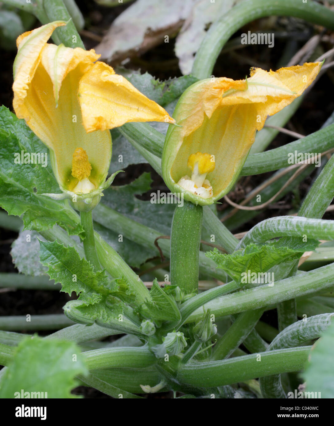 Male (left) and female (right) zucchini flowers. Stock Photo