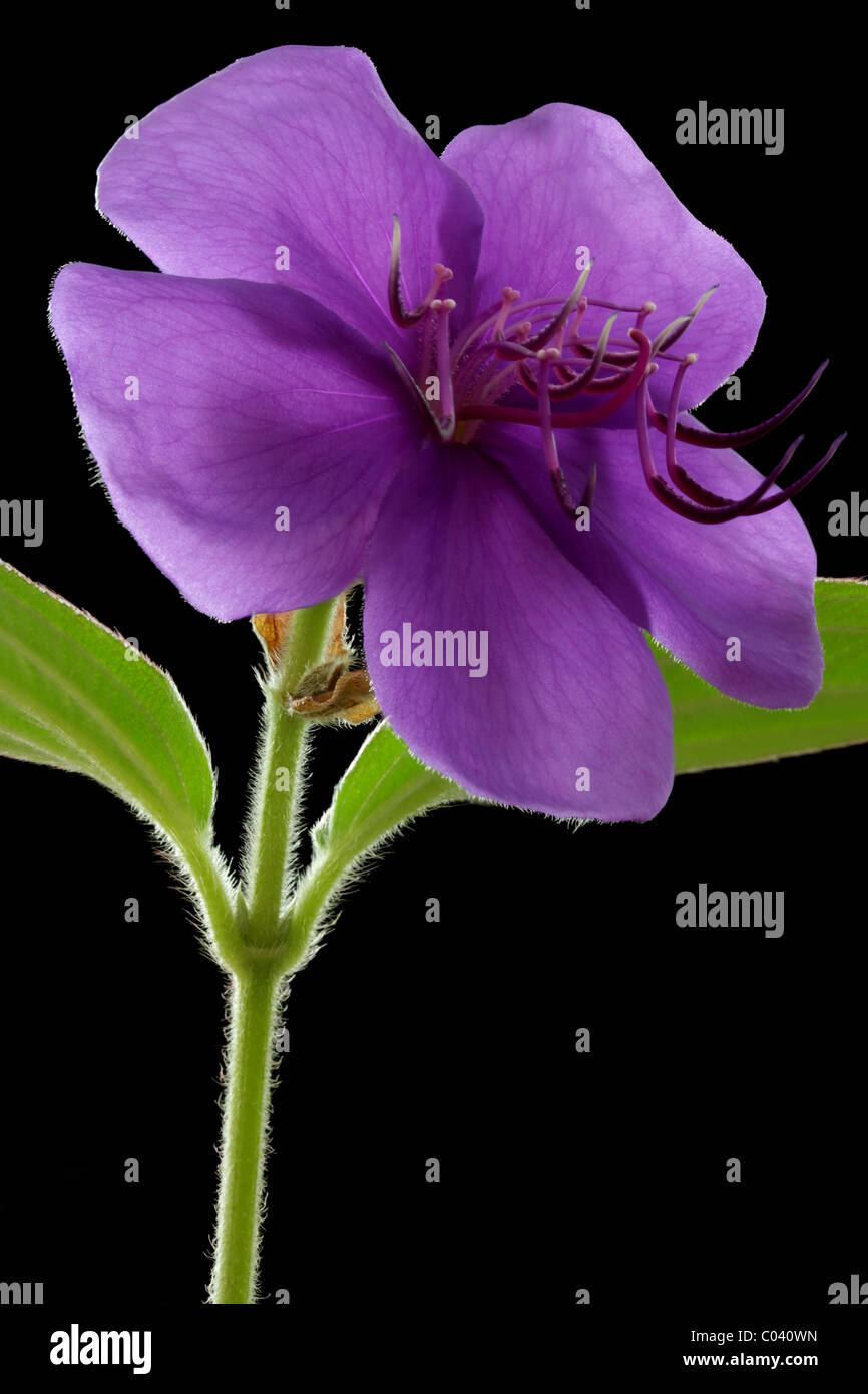 Tibouchina flower. Stock Photo