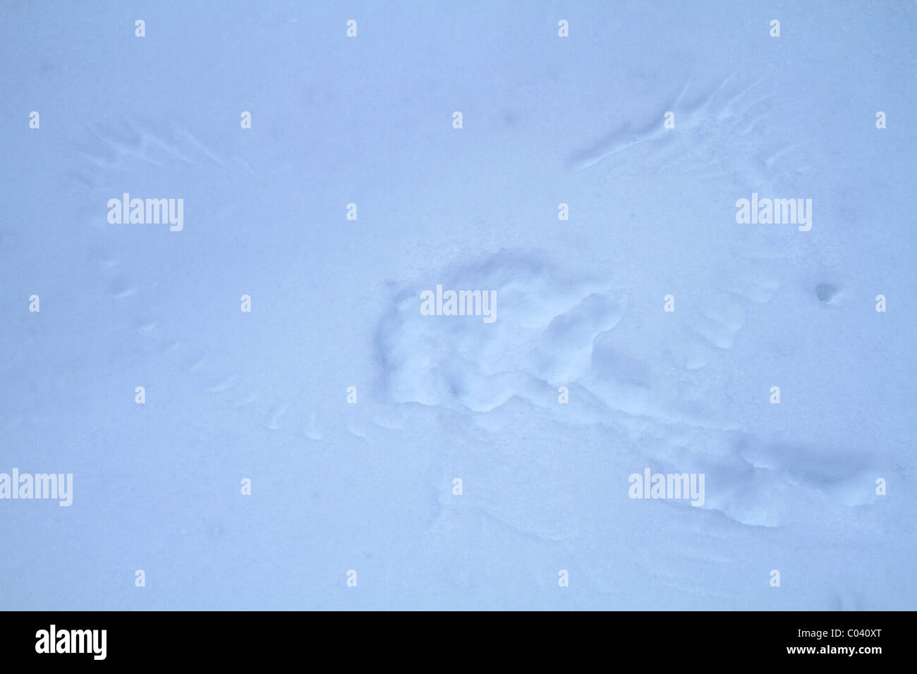 Wing prints of a bird in snow Stock Photo Alamy