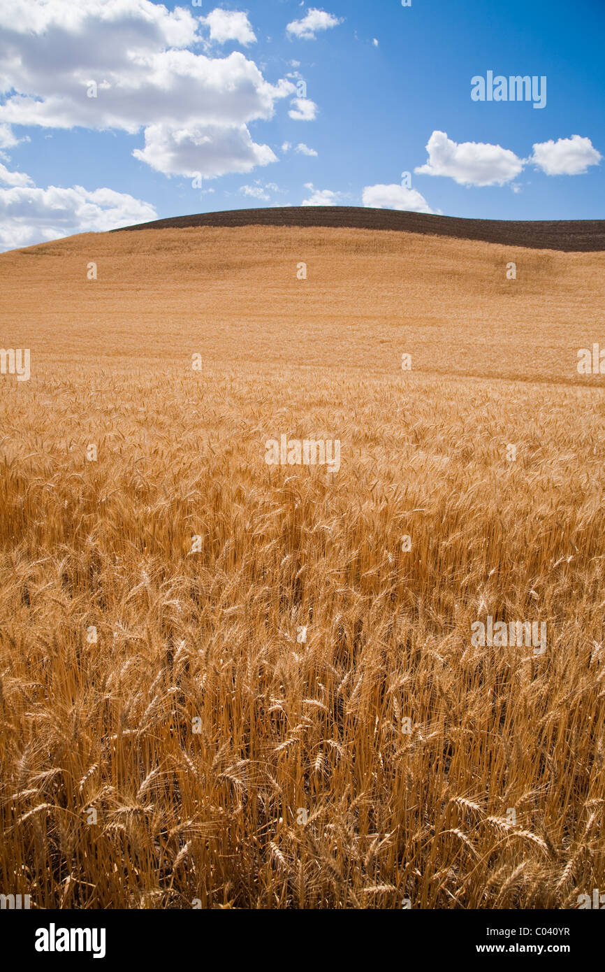 Grain field with a ploughed crest of the hill with a summer sky Stock Photo