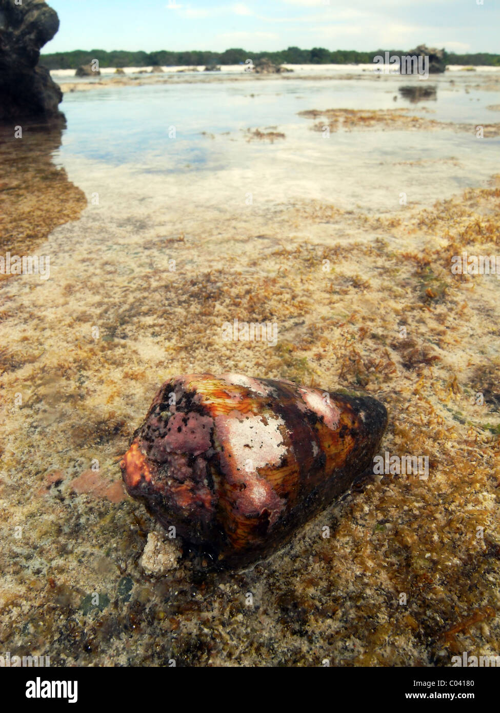 Live venomous cone shell (Conus sp.) on reef flat, North West Island, Great Barrier Reef Marine Park, Queensland, Australia Stock Photo