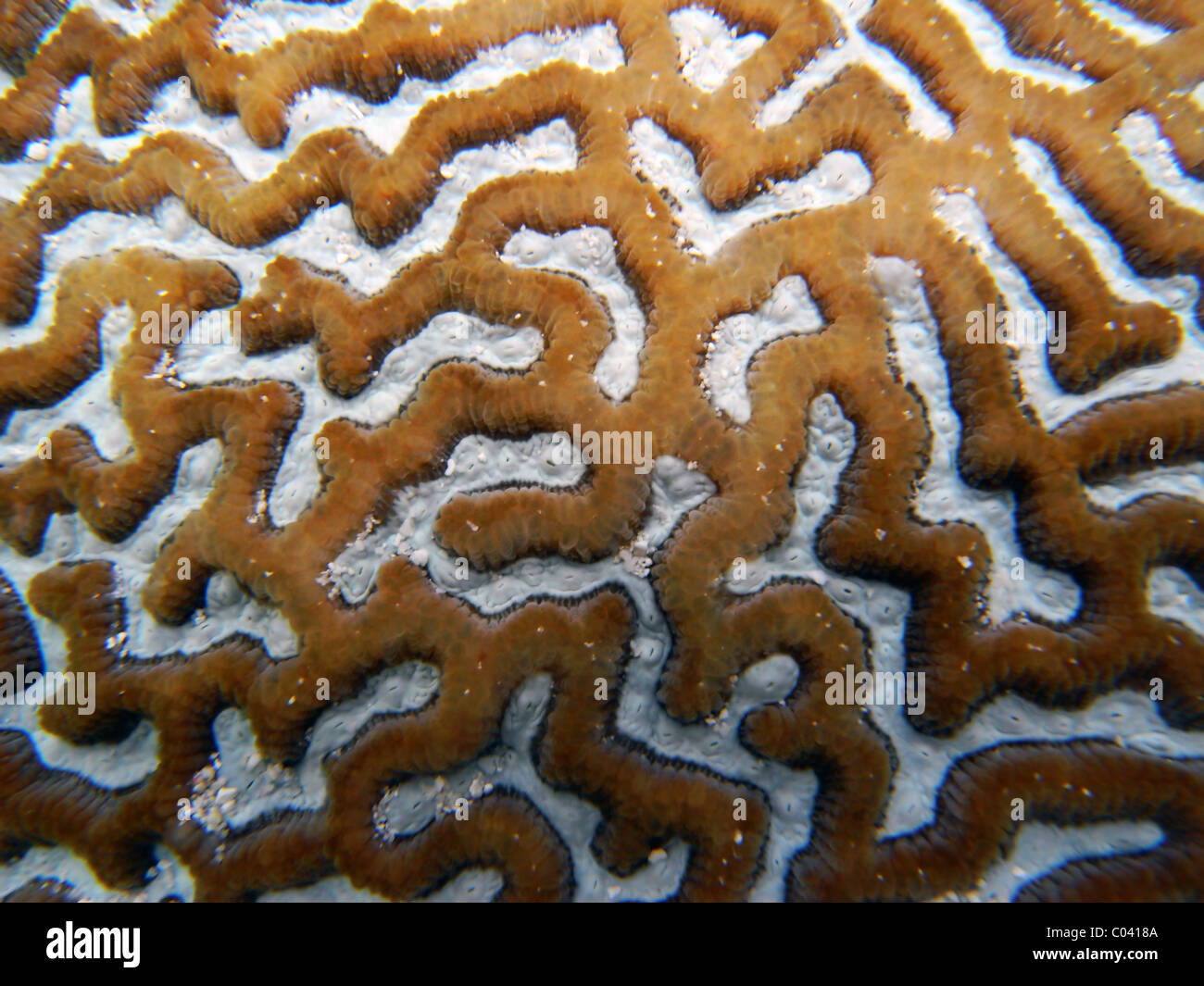 Detail of live coral colony (Platygyra sp.?) on reef flat at North West Island, Great Barrier Reef Marine Park, Australia Stock Photo
