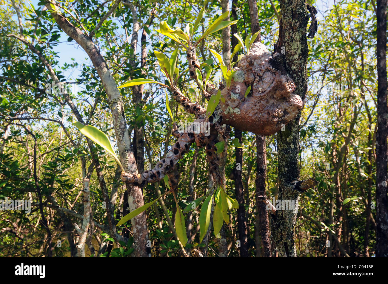 Ant plant (Myrmecodia sp.) growing on mangrove, Cairns, Queensland, Australia Stock Photo