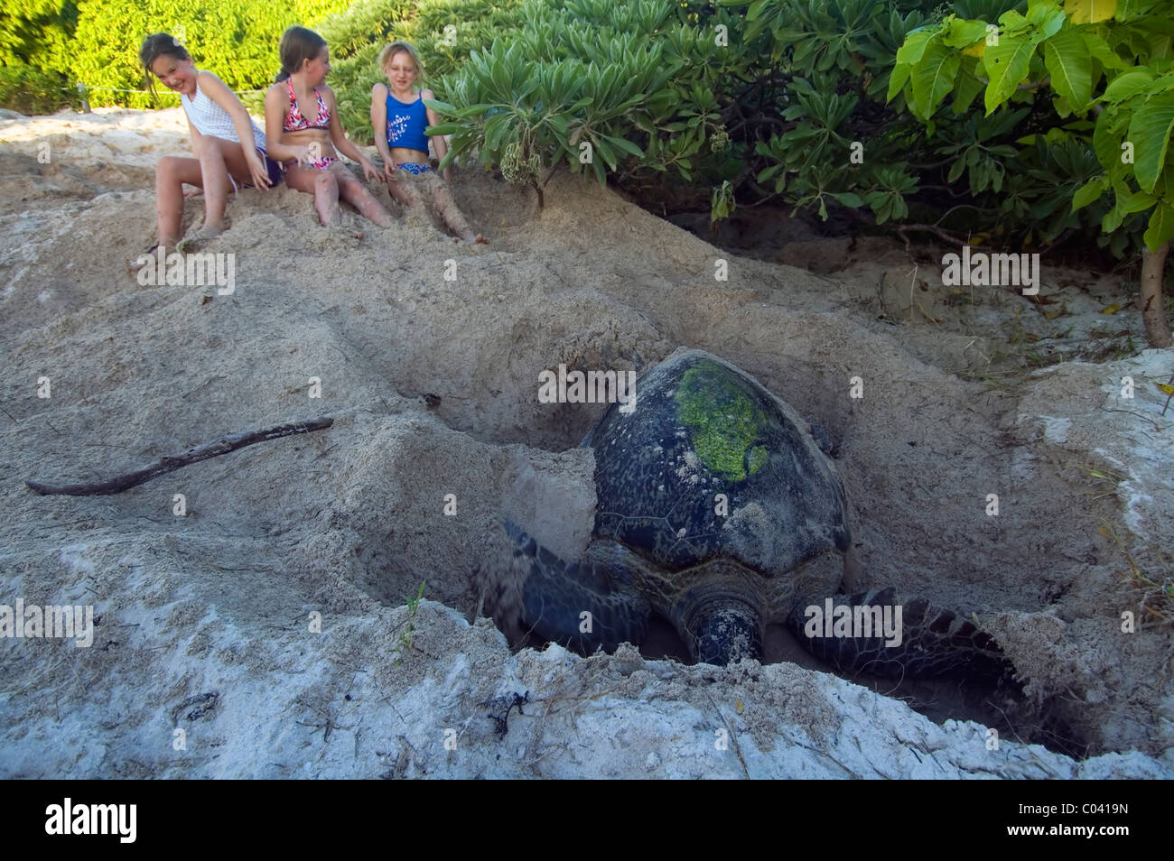Girls being sprayed with sand by nesting green turtle (Chelonia mydas), North West Island, Great Barrier Reef, Australia Stock Photo