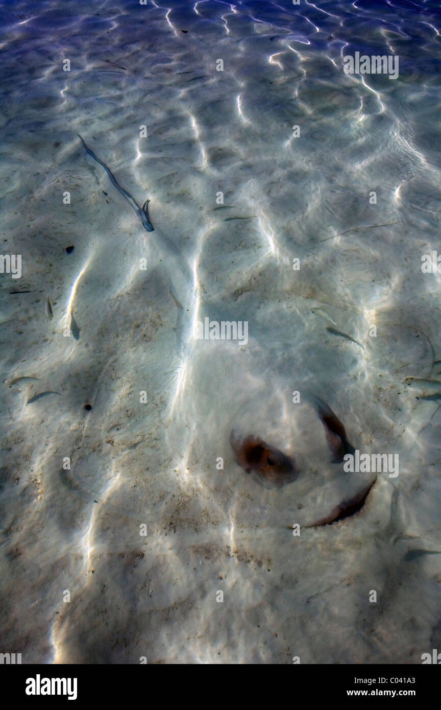 Stingray half-buried in sand in shallow water Stock Photo