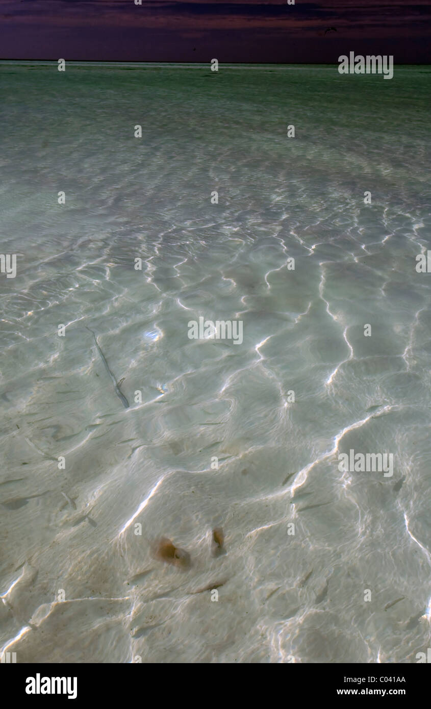 Stingray concealed under sand in shallow waters, with fish swimming by Stock Photo